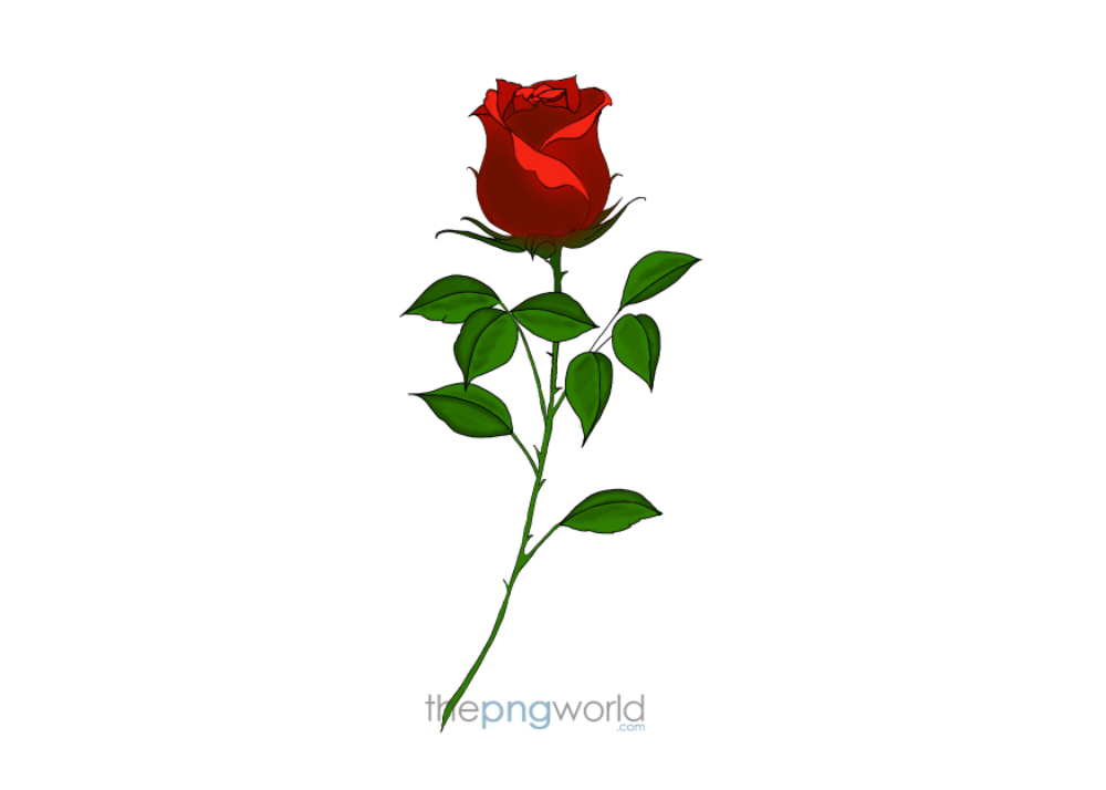 Blooming Rose Rose,flower,bud,red,green,plant,vector,handmade,beautiful,decoration,single,leaves,red rose,grunge,blossom,petal,special,thorns